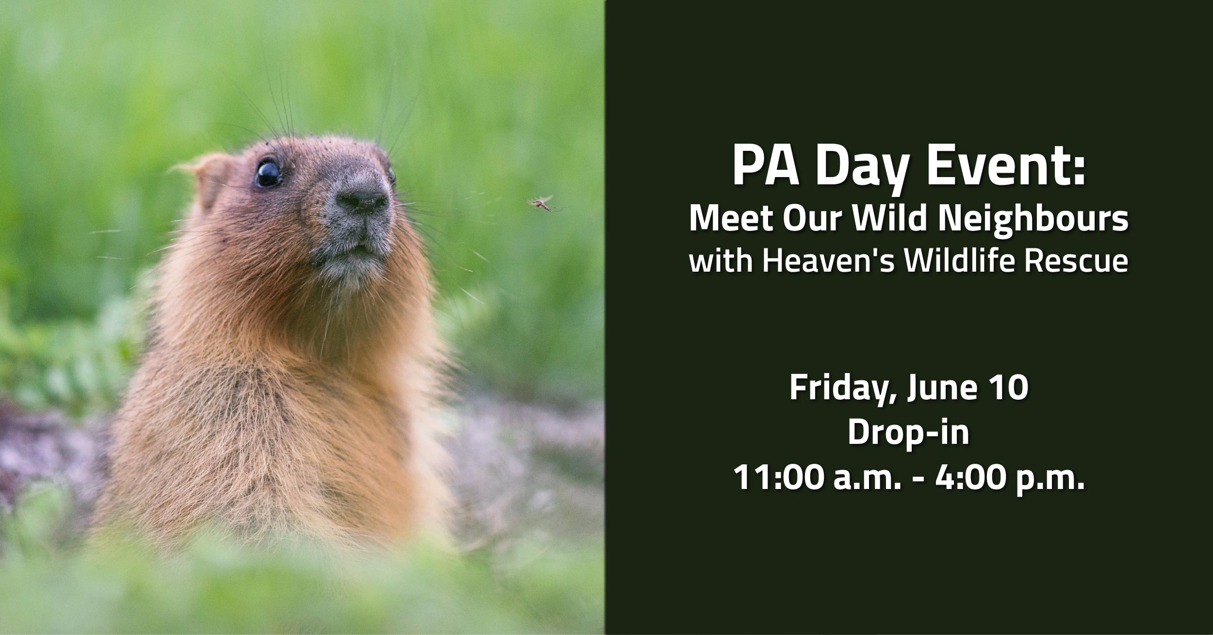 PA Day Event - Meet Our Wild Neighbours - FB-01.jpg